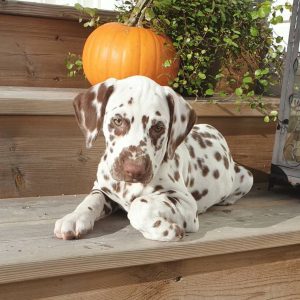 Milo